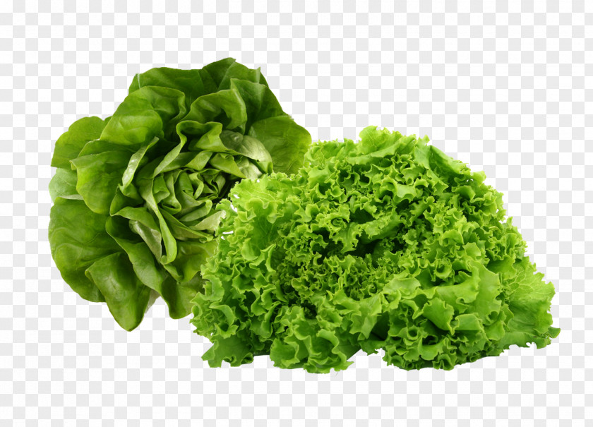 Health Leaf Vegetable Food Butterhead Lettuce PNG