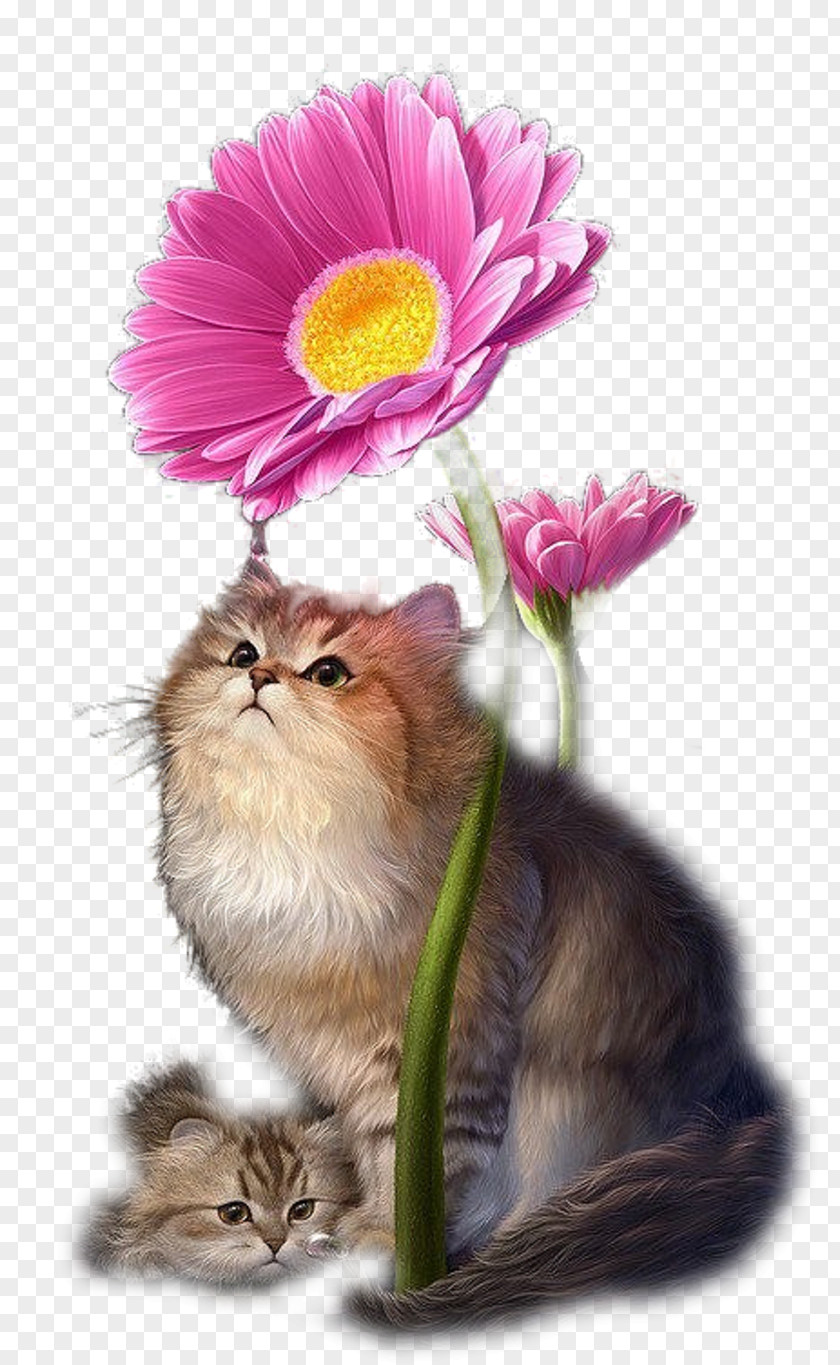 Kitten Whiskers Flowering Plant Plants PNG