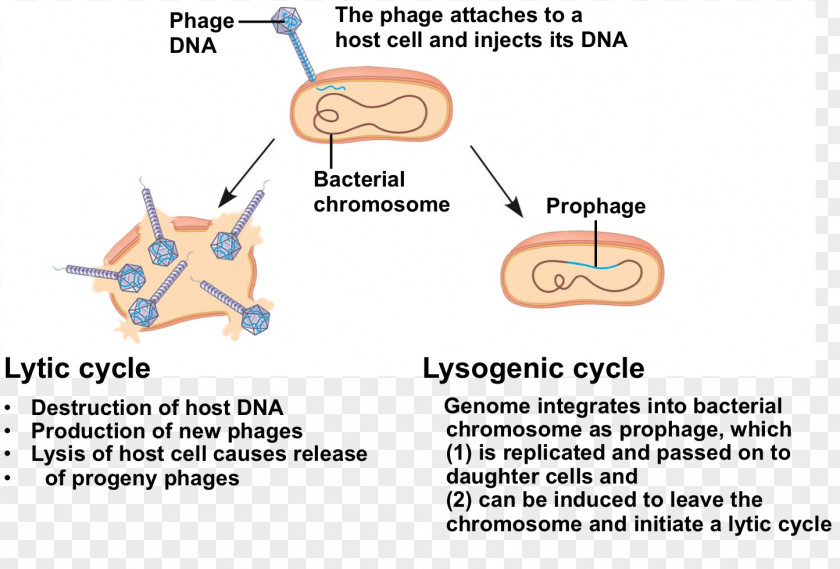 Lysogenic Cycle Product Design Lytic Line PNG