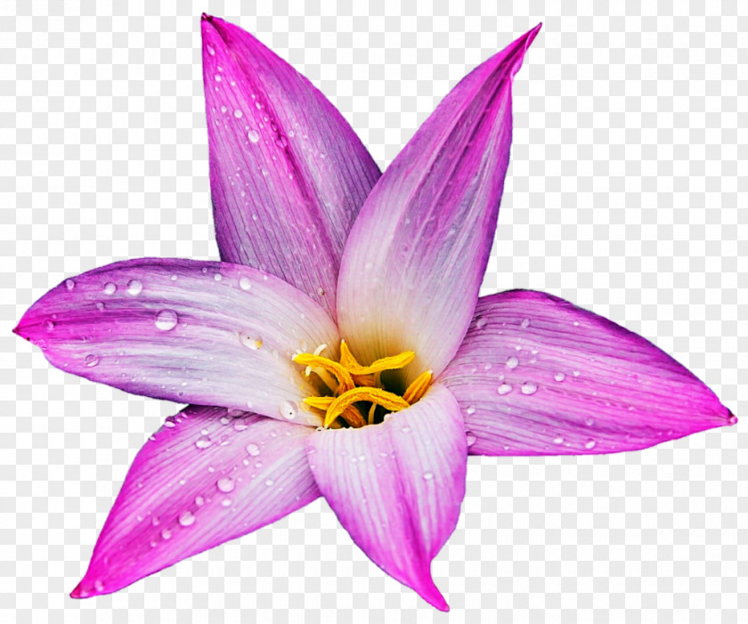 Pink Panther Crocus Herbaceous Plant Daylily Plants Lily M PNG