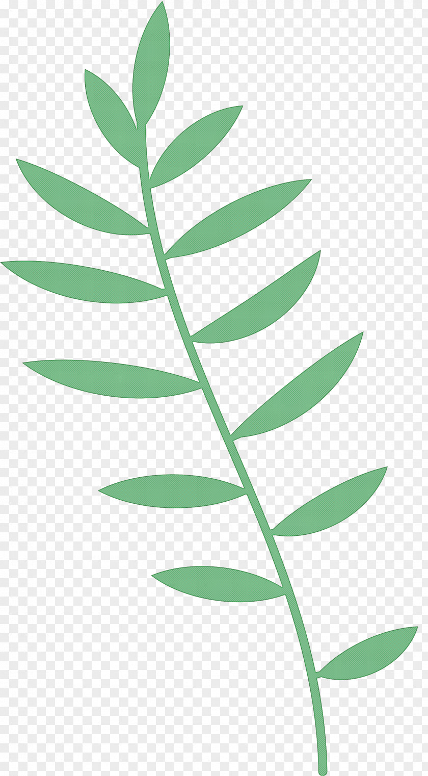 Plant Stem Leaf Tree Herbaceous Petal PNG
