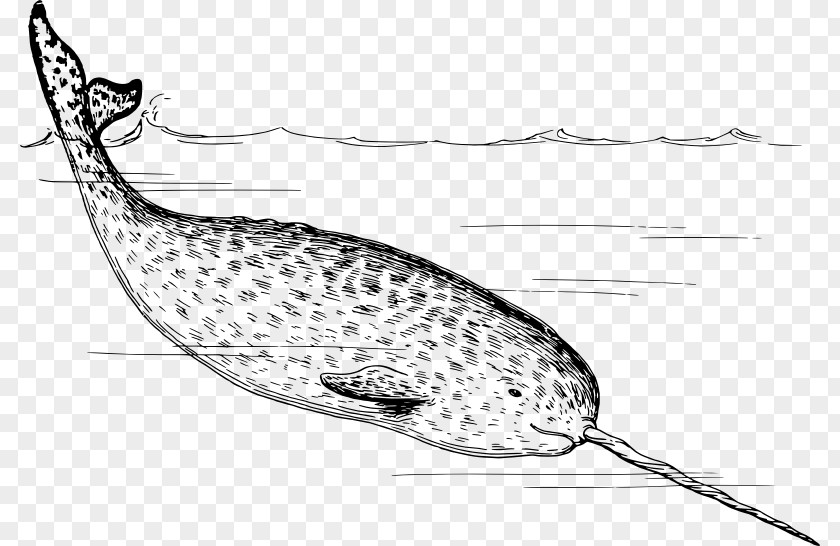 Transparent Water Narwhal Walrus Arctic Tusk Clip Art PNG