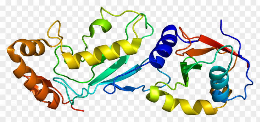 UBE2M Protein Copine Ubiquitin-conjugating Enzyme NEDD8 PNG