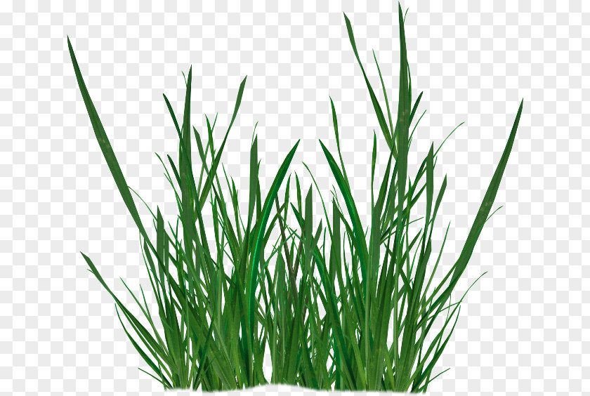 Vetiver RGB Color Model Plant PNG