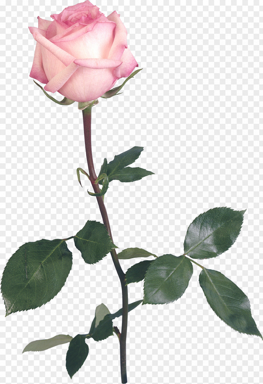 White Rose Garden Roses YouTube DeviantArt Clip Art PNG