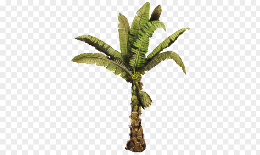 Coconut Flowerpot Arecaceae Howea Forsteriana PNG