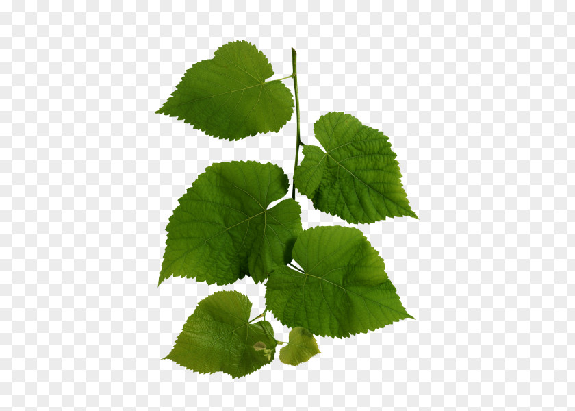 Green Leaves Image Wild Health Organism Kingdom Biology Animal PNG