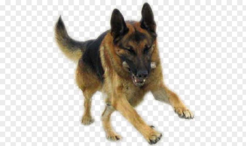 Old German Shepherd Dog King Tervuren Kunming Wolfdog PNG