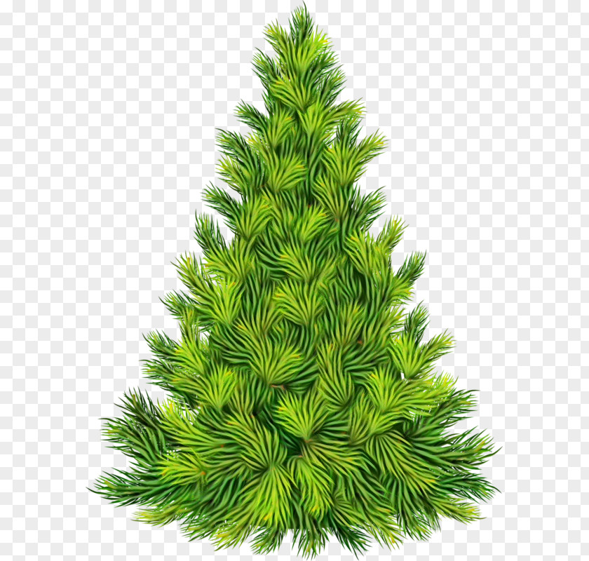 Oregon Pine Red Shortleaf Black Spruce Balsam Fir Columbian White Yellow PNG