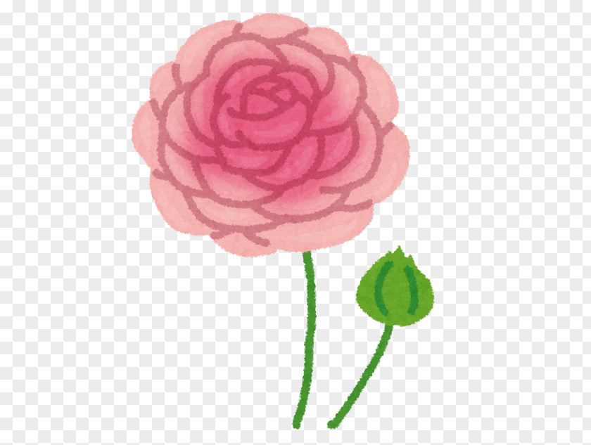 Ranunculus Garden Roses Petal いらすとや Buttercup PNG