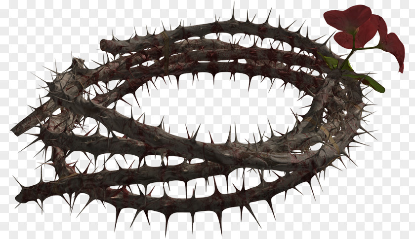 Thorns CROWN Crown Of Thorns, Spines, And Prickles PNG