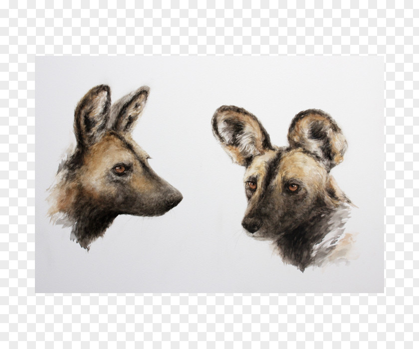 Wild Dog Breed Fauna Snout Fur PNG