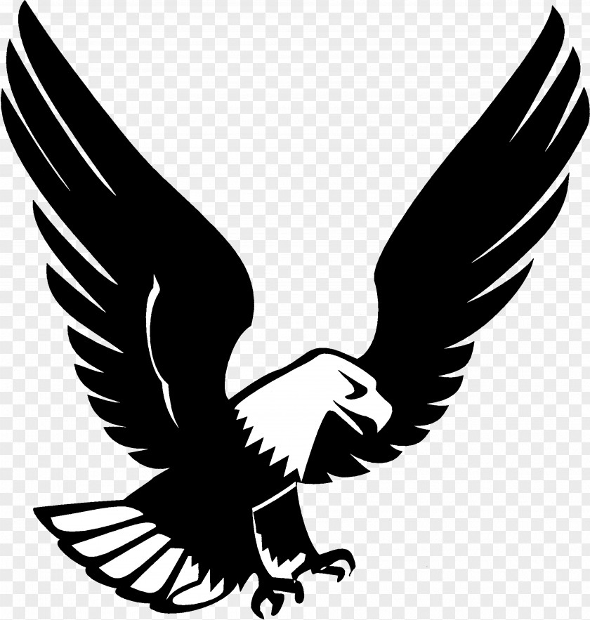 Blackandwhite Beak Bird Eagle Wing Golden Of Prey PNG