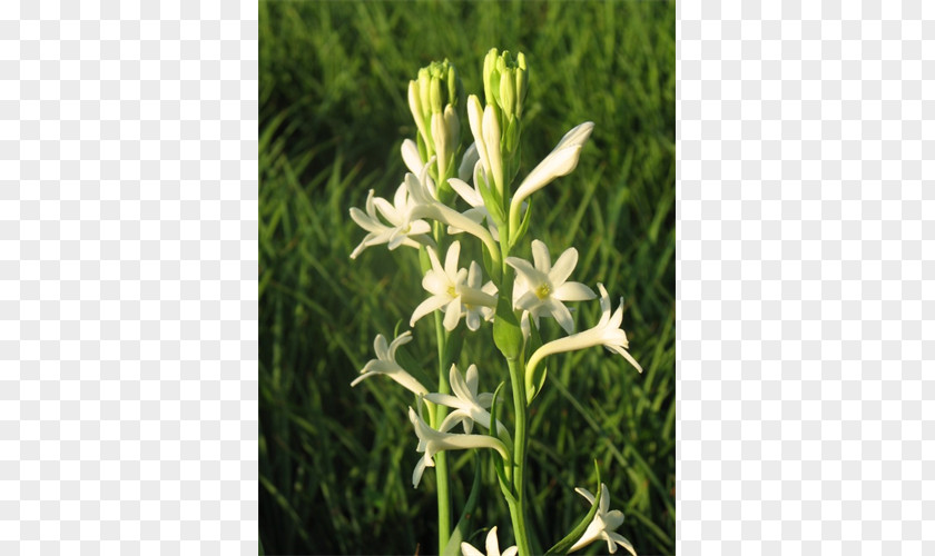 Bulb Tuberose Double-flowered Plant PNG