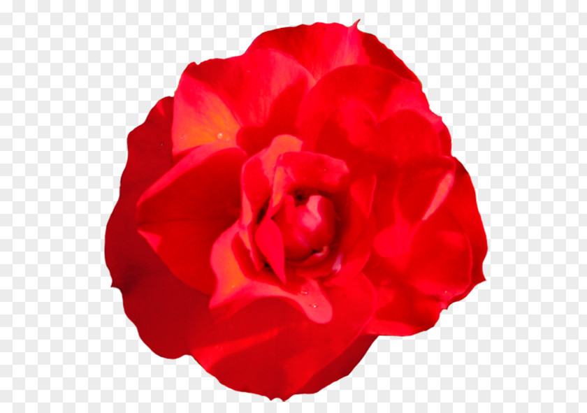 Flower Garden Roses Centifolia Floribunda Red Clip Art PNG