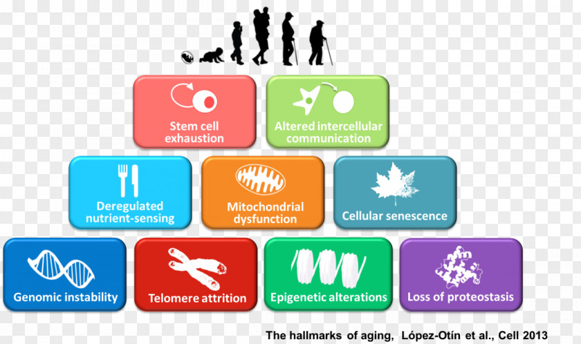 Health Ageing Cellular Senescence Old Age PNG