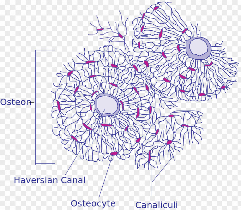 Human Bone Haversian Canal Osteon Compact Bot Skeleton PNG