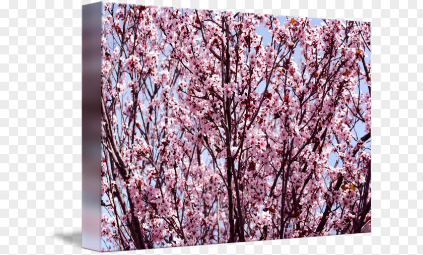 Japanese Maple Cherry Blossom Pink M Petal ST.AU.150 MIN.V.UNC.NR AD PNG