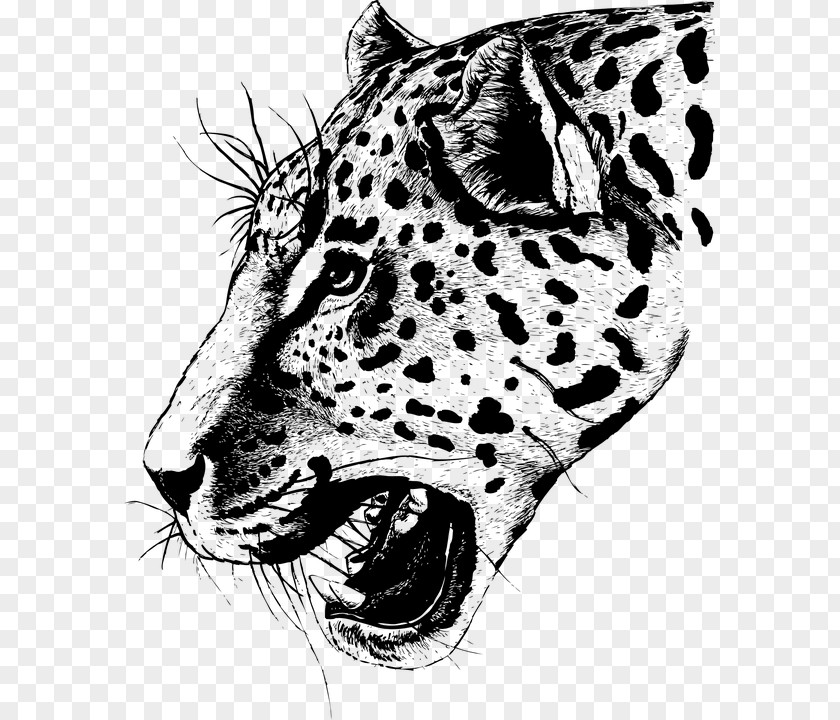 Leopard Head Tiger Drawing PNG
