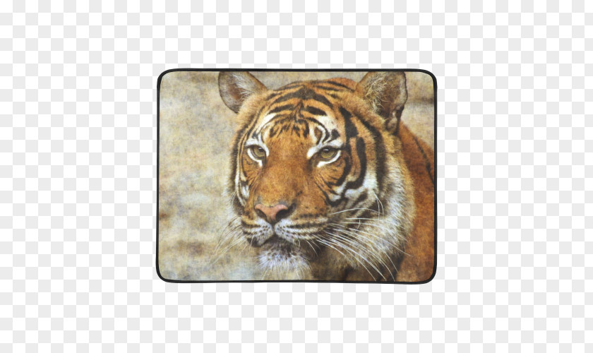 Tiger Whiskers Cat Snout Terrestrial Animal PNG