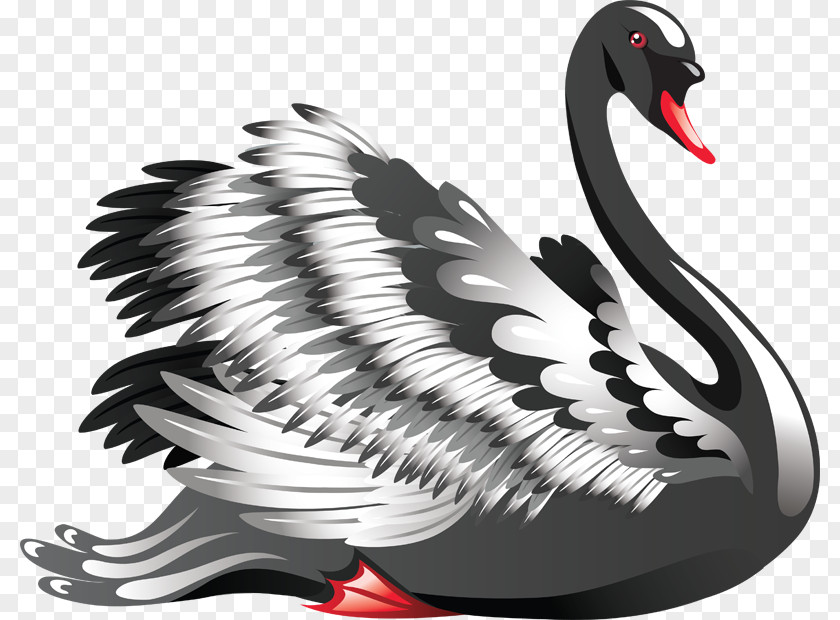 Bird Mute Swan Black Black-necked PNG