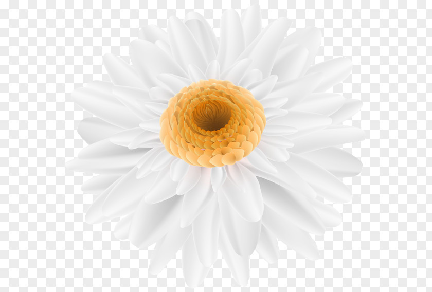 Chamomile Image Design Clip Art Illustration PNG