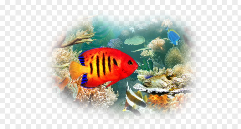 Fish Tropical Aquariums Desktop Wallpaper Pet PNG