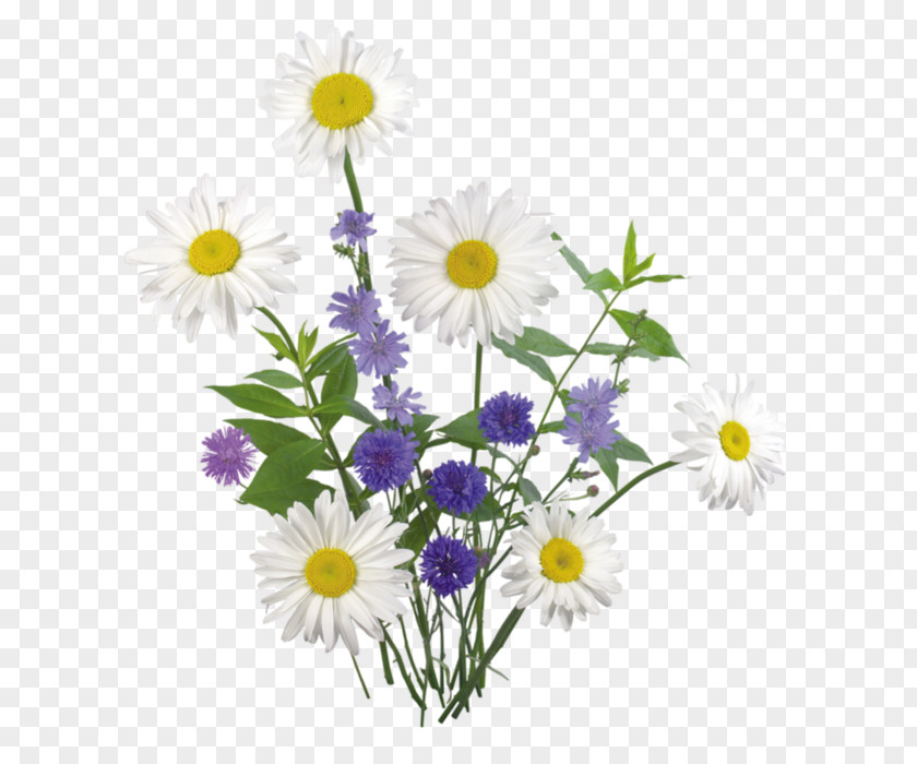 Flower Bokmärke Chamomile Clip Art PNG