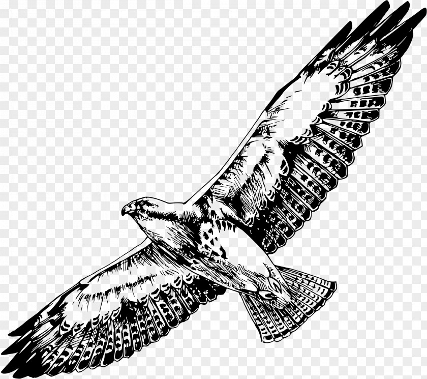 Hawk Bird Swainson's Drawing PNG