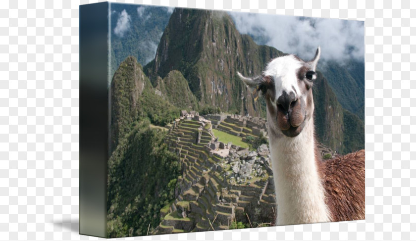 Machu Picchu Llama Inca Empire New7Wonders Of The World Photobombing PNG