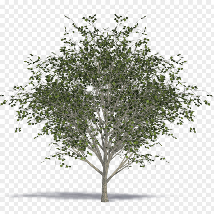 Twig Shrub Leaf PNG