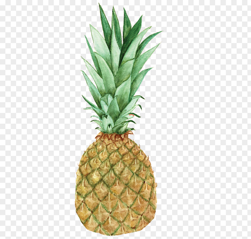 Apple Favicon Image Photograph Graphics Desktop Wallpaper Pineapple PNG