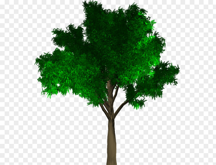 Green Leaves Wood Tree Branch Deciduous Leaf PNG