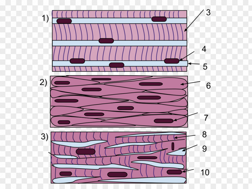 Muscles Smooth Muscle Tissue Skeletal PNG
