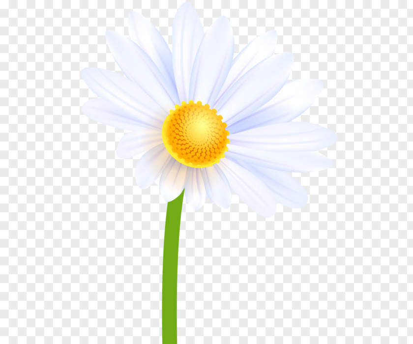 Ромашки Oxeye Daisy Petal Transvaal Aster Annual Plant PNG