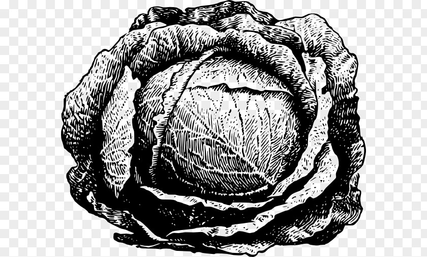 Cabbage Red Drawing Vegetable Chinese PNG