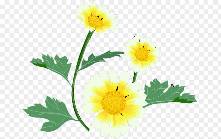 Chrysanthemum Glebionis Coronaria Roman Chamomile Yellow Floral Design Petal PNG