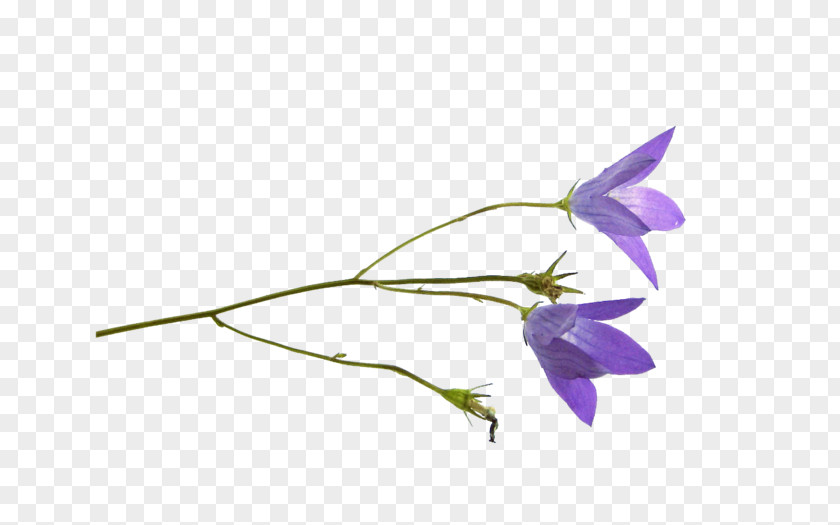 Flower Harebell Clip Art Petal PNG