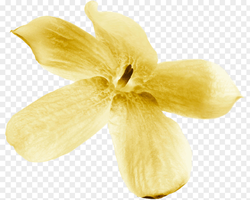 Fragrant Flowers Close-up PNG