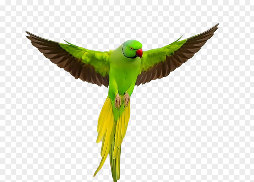 Parrot Lovebird Rose-ringed Parakeet Budgerigar PNG