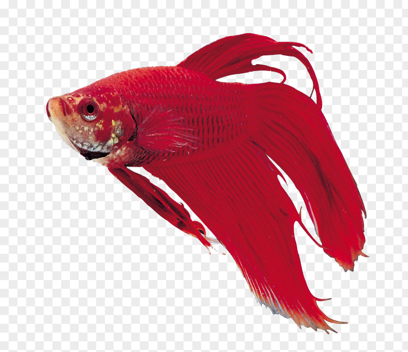 Red Ornamental Fish Material Aquarium PNG