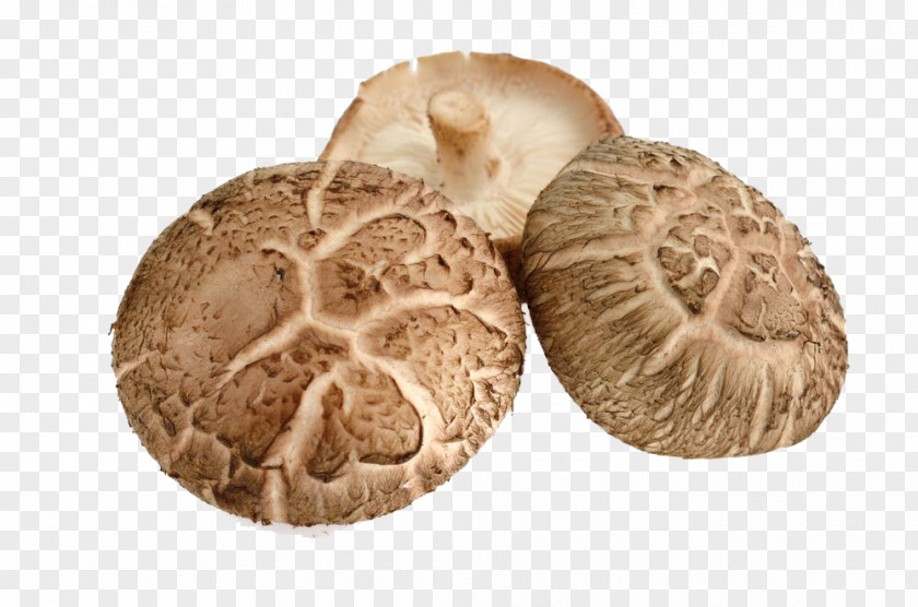 Free Mushrooms Pull Material Shiitake Chinese Cuisine Tempura Vegetable Mushroom PNG