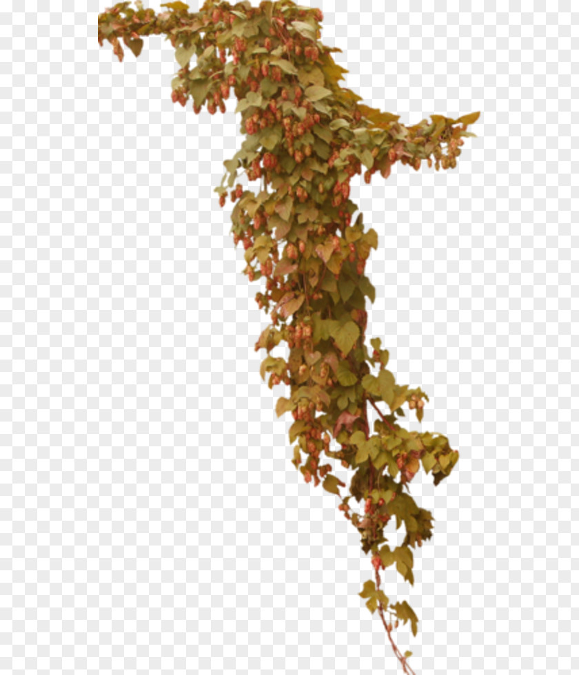 Leaf Twig Plant Stem PNG