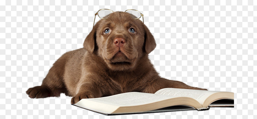 Reading Puppy Labrador Retriever Siberian Husky Jack Russell Terrier Pug Golden PNG