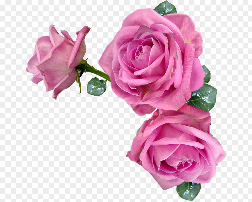 Rose Pink Flowers PNG