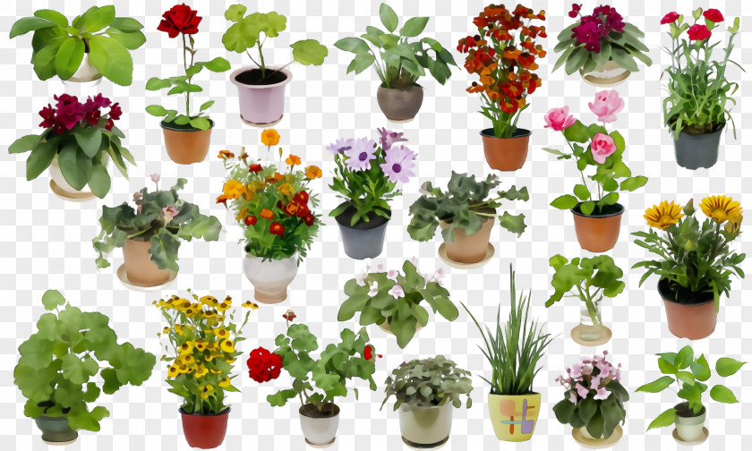 Annual Plant Cut Flowers Artificial Flower PNG