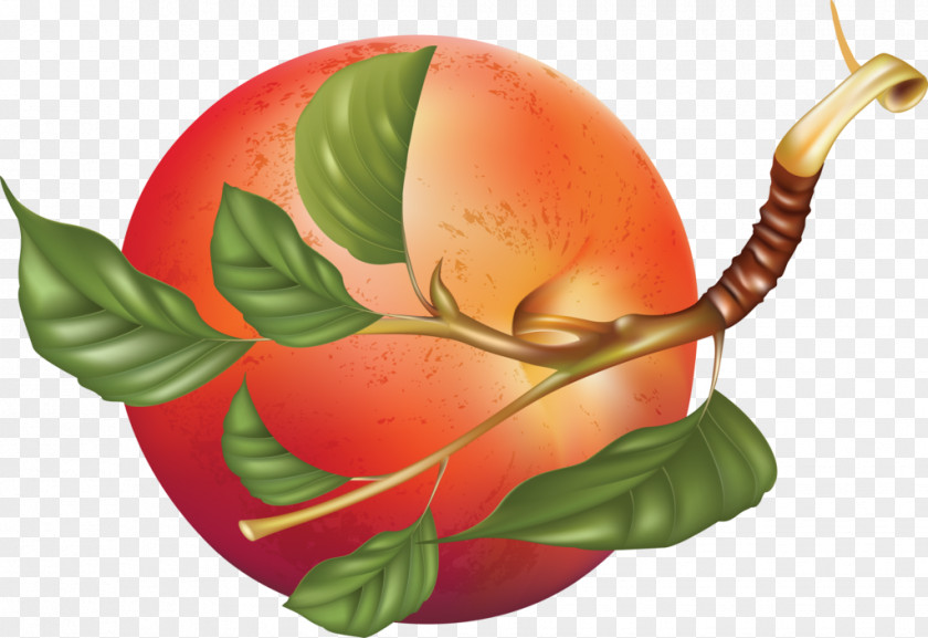 Apple Leaf Fruit Illustration Smoothie Vector Graphics Image PNG