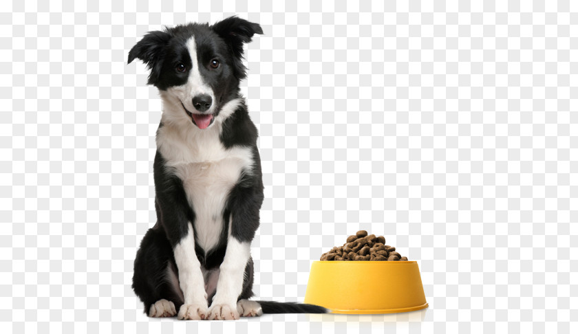 Astoria Column Top Dog Training Pet Dog-E-Clips Crate PNG