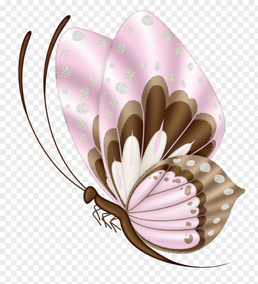 Butterfly Clip Art Drawing Image PNG