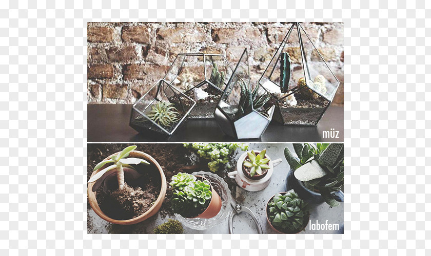 Fanus Cactaceae Plant Terrarium Flowerpot Muse Coffee & Botanical PNG